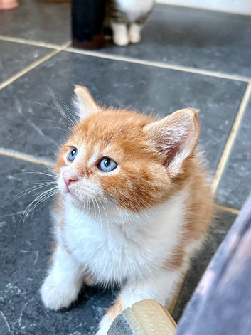 Cute mixed breed kittens
