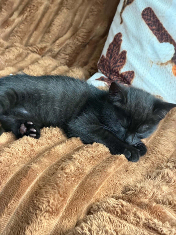 Kittens