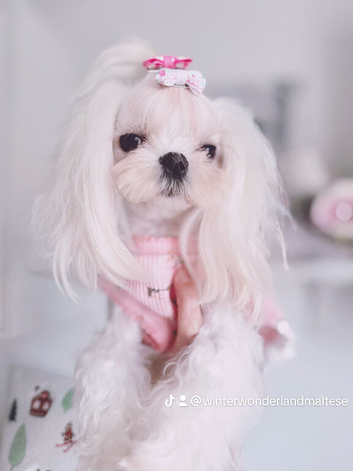 Beautiful Adult Korean Maltese Girl