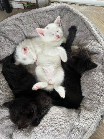 3 boy kittens left