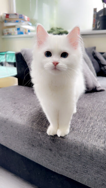 White ragdoll kitten bi color eyes
