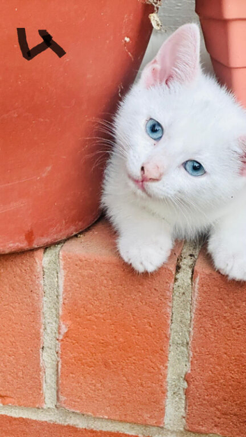 Lovely kitten full of energy and love