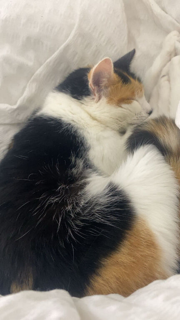 female cat