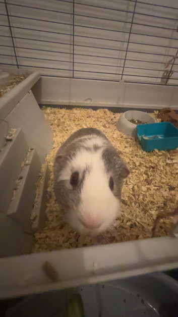 Guinea pigs
