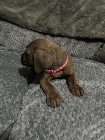 2 Gorgeous Cane Corso left 1boy 1 girl