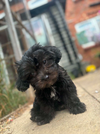 Shihpoo puppies