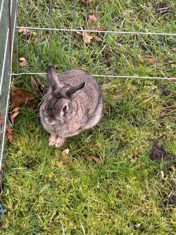 Rabbits
