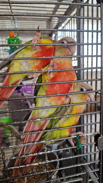 Handreared baby Conures