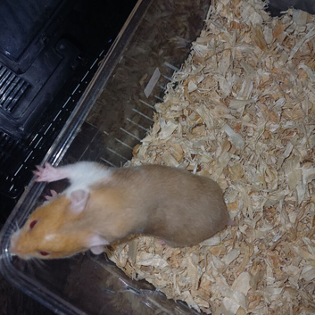 Baby Syrian Hamsters