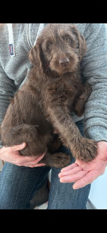 Labradoodle puppies
