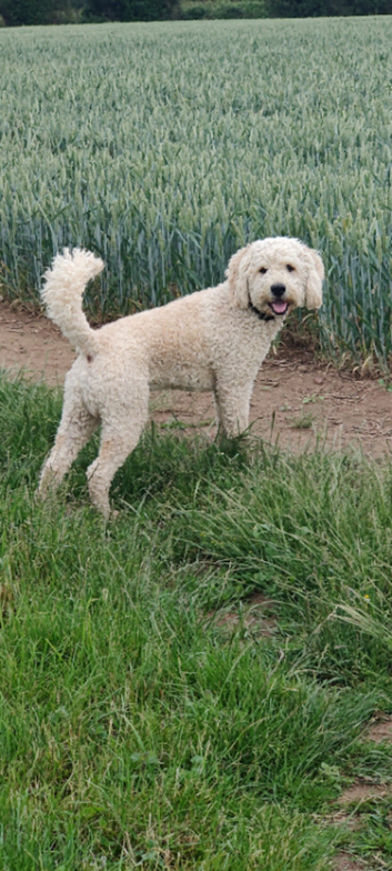 Beautiful labradoodle stud