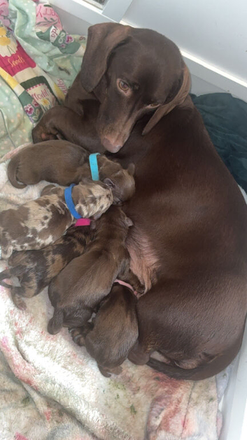 A beautiful litter of dachshunds mixed long haired and short