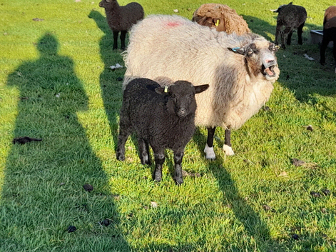 Shetland Sheep Registered ewes