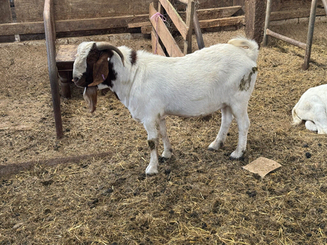 purebred boer billy
