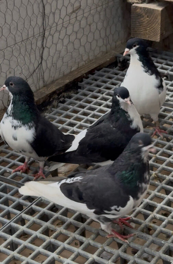 Iranian pigeons
