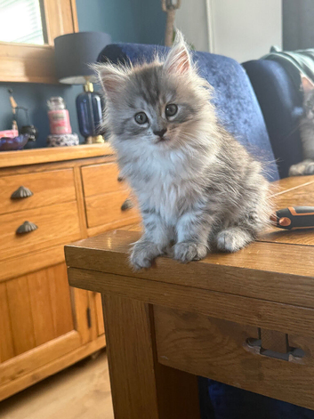 Beautiful little girl available now