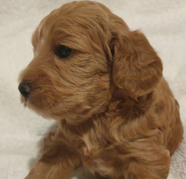Cockapoos