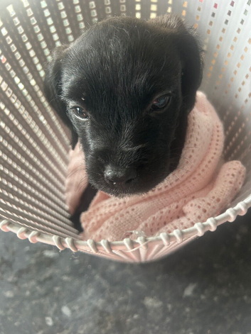 Female cockapoo