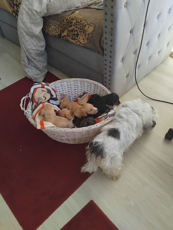 Doxiepoos ready for new home.