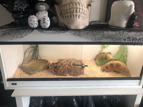 female ball python for sale