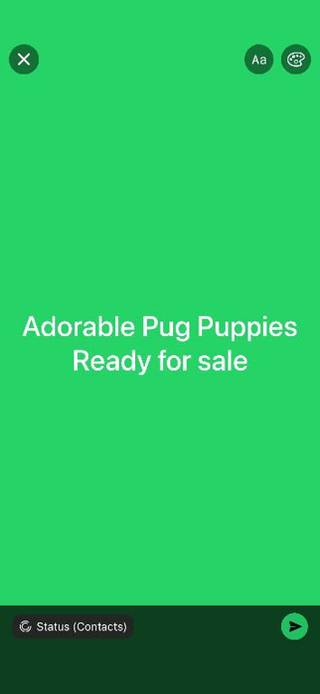 Only 2 Beautiful Pug Puppys