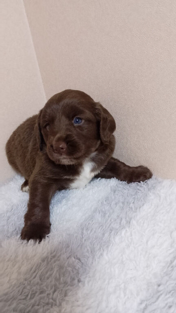 Cocker spaniel puppys