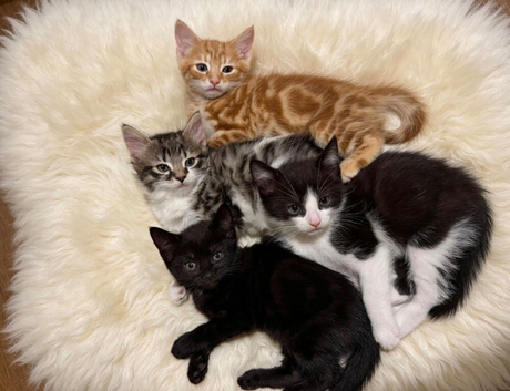 Beatiful Kittens