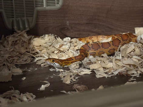 2x corn snakes