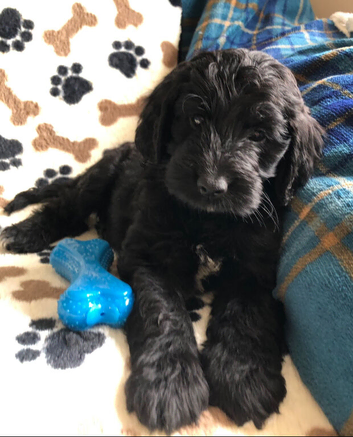 Exquisite cockapoo puppies from Health tested parents