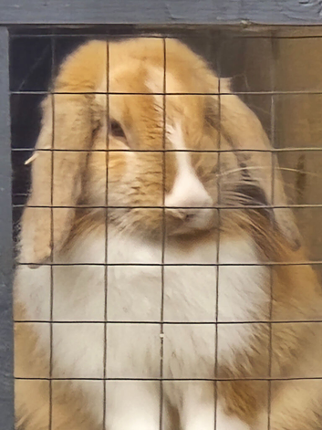 Male young rabbit
