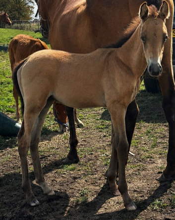 PBA Dun Colt foal