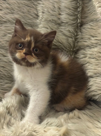 Stunning Gccf Registered British shorthair kittens