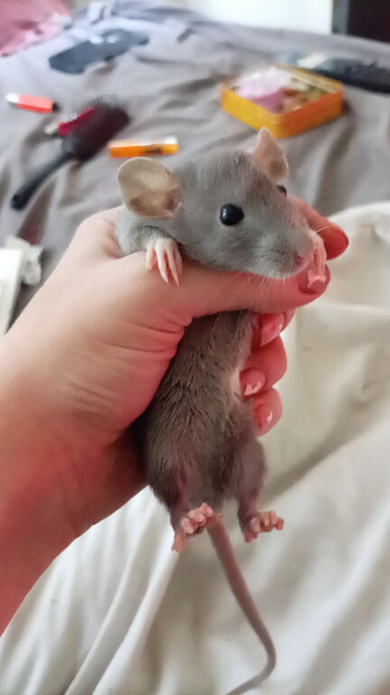 SILLYTAME DUMBO RATS HUGE EARS AND THEY GIGGLE AVAILABLE NOW!!! THEY GO QUICK