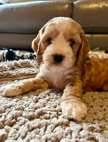 Doodles ( Cocker Spaniel crossed with Aussie Labradoodle