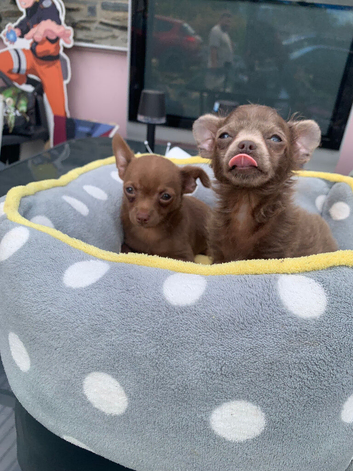 2 male toy chihuahua puppies left ready to leave now