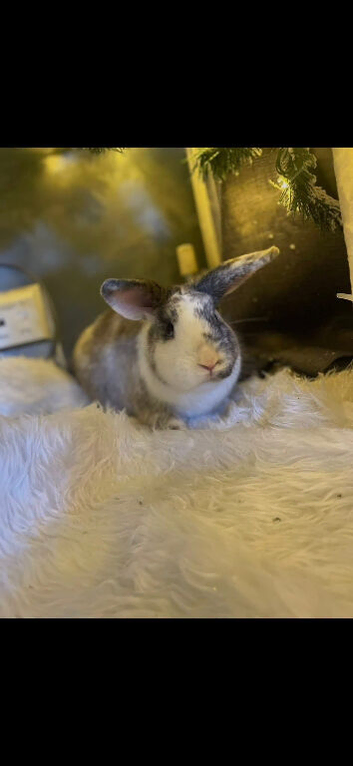 Male 1 year old rabbit