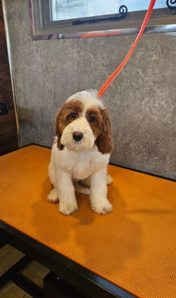 Irish Doodle Puppies Boys and Girls.