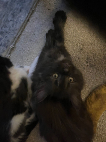 Maine Coon Black Smoke "Remus" Boy