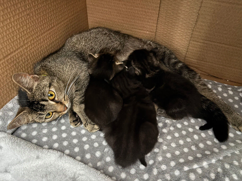 3 gorgeous 9 week old tabby kittens
