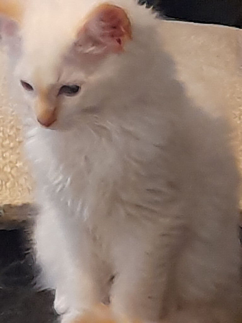 Flampoint  ragdoll