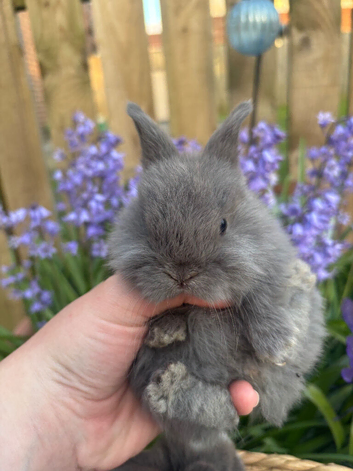 Mini lop baby&rsquo;s