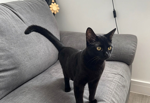 7 Month Old Kitten