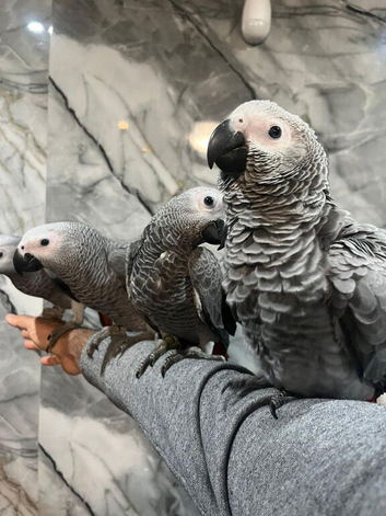 Ready Now Baby HandReared Super Tame Cuddly African Grey Parrot,16