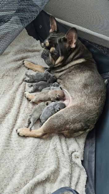 6 female French bulldogs