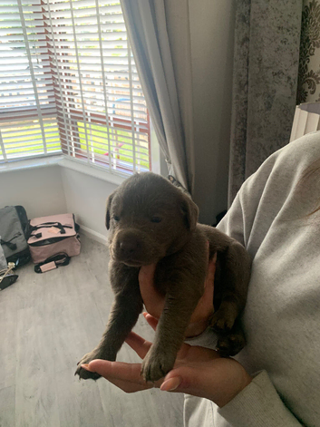 Silver Labrador puppies