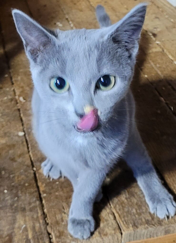 Russian Blue kitten girl for sale