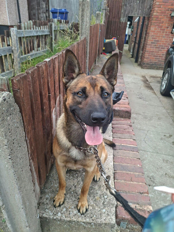 Puppies cross German shepherd Belgium shepherd