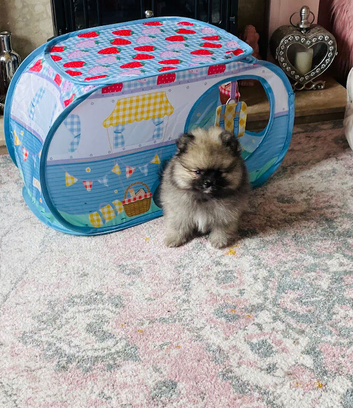 Ready now! Kc Teddy Bear Pomeranians