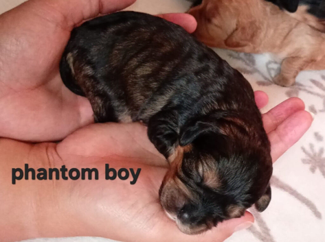 Poodle cavapoos puppies