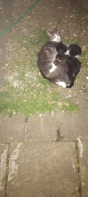 Beautiful kittens